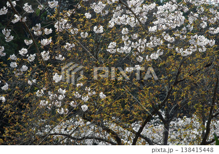 春が来た。桜の開花便りが届いてくる季節になった。気分も浮き浮きしてくる。 春が来た。桜の開花便りが届いてくる季節になった。気分も浮き浮きしてくる。 138415448