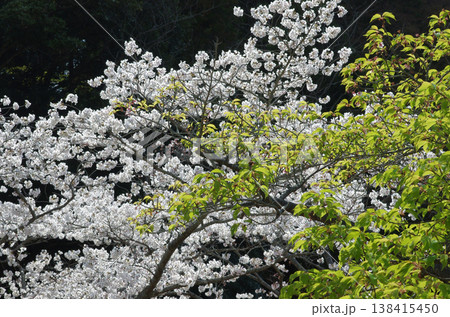 春が来た。桜の開花便りが届いてくる季節になった。気分も浮き浮きしてくる。 春が来た。桜の開花便りが届いてくる季節になった。気分も浮き浮きしてくる。 138415450