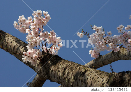 春が来た。桜の開花便りが届いてくる季節になった。気分も浮き浮きしてくる。 春が来た。桜の開花便りが届いてくる季節になった。気分も浮き浮きしてくる。 138415451