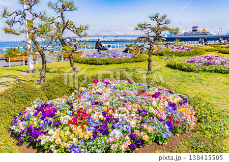 （神奈川県）横浜みなとみらい・山下公園　花壇の花々 138415505