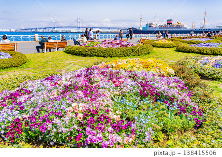 （神奈川県）横浜みなとみらい・山下公園　花壇の花々 138415506