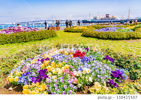 （神奈川県）横浜みなとみらい・山下公園　花壇の花々 138415507