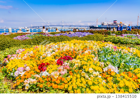 （神奈川県）横浜みなとみらい・山下公園　花壇の花々 138415510