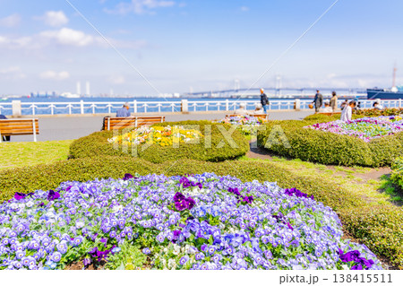 （神奈川県）横浜みなとみらい・山下公園　花壇の花々 138415511