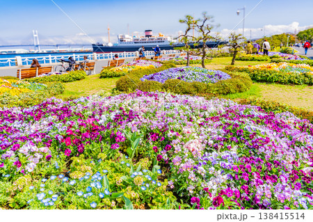 （神奈川県）横浜みなとみらい・山下公園　花壇の花々 138415514
