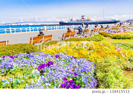 （神奈川県）横浜みなとみらい・山下公園　花壇の花々 138415515