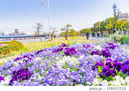 （神奈川県）横浜みなとみらい・山下公園　花壇の花々 138415518