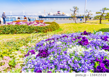 （神奈川県）横浜みなとみらい・山下公園　花壇の花々 138415519