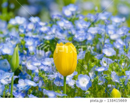 ネモフィラの花畑に咲く黄色いチューリップ, spring flower field, copy sp 138415669