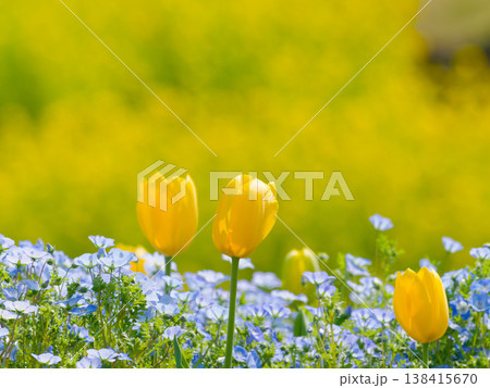 ネモフィラ畑に咲く黄色いチューリップ群, vibrant spring colors, floral ネモフィラ畑に咲く黄色いチューリップ群, vibrant spring colors, floral 138415670
