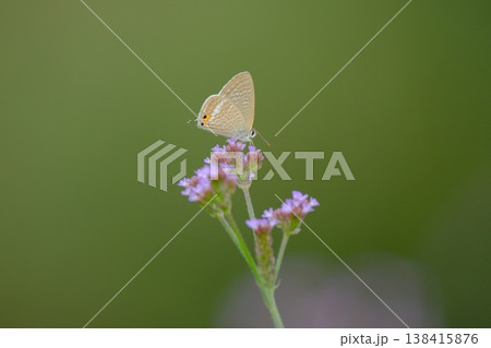 ピンク色の花にウラナミシジミ 138415876
