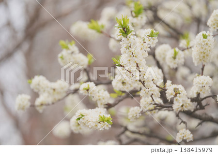 スモモの花 スモモの花 138415979