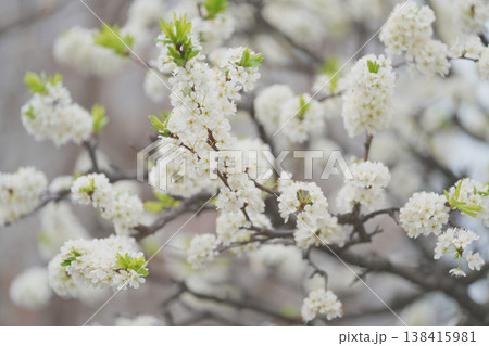スモモの花 スモモの花 138415981