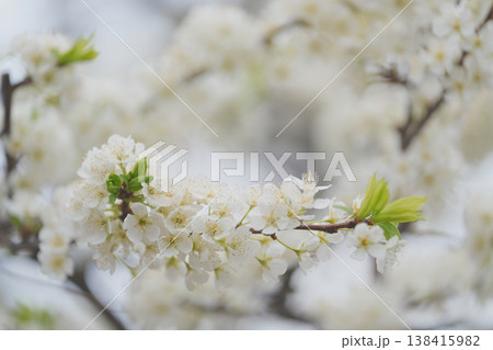 スモモの花 スモモの花 138415982