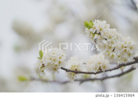 スモモの花 138415984