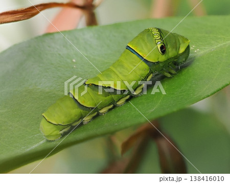 アゲハチョウの幼虫 アゲハチョウの幼虫 138416010