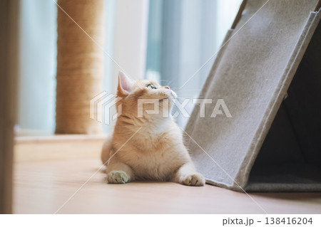 pet care concept with british cat fun and happy during play toy with owner in living room 138416204