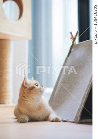 pet care concept with british cat fun and happy during play toy with owner in living room pet care concept with british cat fun and happy during play toy with owner in living room 138416205