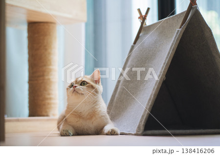 pet care concept with british cat fun and happy during play toy with owner in living room 138416206