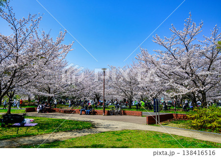東京都 足立区 舎人公園(とねりこうえん) 千本桜まつり 東京都 足立区 舎人公園(とねりこうえん) 千本桜まつり 138416516