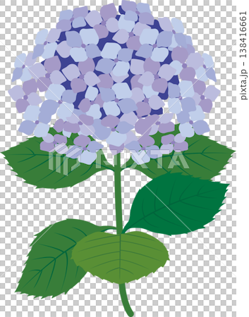 繡球花水彩插圖;一朵美麗的繡球花,以葉子為背景;裝飾、點綴、設計、材質。 繡球花水彩插圖;一朵美麗的繡球花,以葉子為背景;裝飾、點綴、設計、材質。 138416661