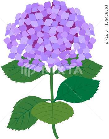 紫陽花の水彩イラスト 一輪の美しいアジサイと葉の背景素材 飾り 装飾 あしらい デザイン 素材 紫陽花の水彩イラスト 一輪の美しいアジサイと葉の背景素材 飾り 装飾 あしらい デザイン 素材 138416663