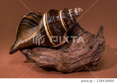Black Indian Crown Conch seashell with driftwood on brown background 138416668