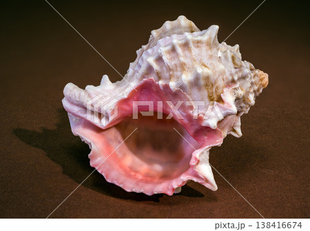 Pink Mouthed Murex seashell Phyllonotus erythrostomus on brown background 138416674