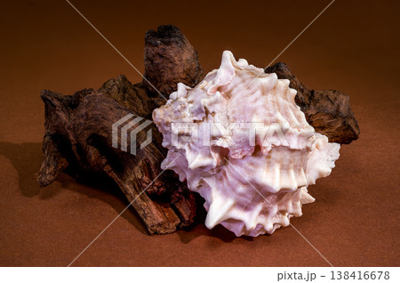 Pink Mouthed Murex shell with driftwood on brown background Pink Mouthed Murex shell with driftwood on brown background 138416678