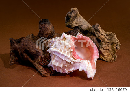 Pink Mouthed Murex shell with driftwood on brown background Pink Mouthed Murex shell with driftwood on brown background 138416679