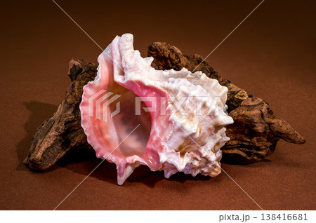 Pink Mouthed Murex shell with driftwood on brown background Pink Mouthed Murex shell with driftwood on brown background 138416681