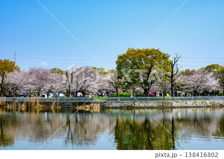 東京都 足立区 舎人公園(とねりこうえん) 千本桜まつり 東京都 足立区 舎人公園(とねりこうえん) 千本桜まつり 138416802