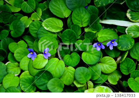 Small purple African violet flowers among dense green leaves. Small purple African violet flowers among dense green leaves. 138417033