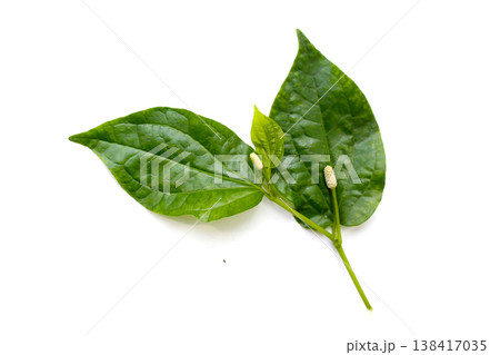 Fresh wild betel leaves with flower Fresh wild betel leaves with flower 138417035