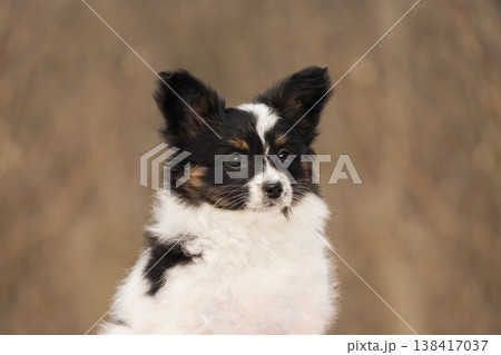 Detailed headshot of a cute Papillon puppy with distinctive black and white markings. The focus is on the expressive eyes and soft fur of the young dog 138417037