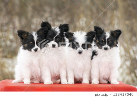 Litter of small butterfly dog puppies posing together. Purebred Continental Toy Spaniels with fluffy ears and expressive eyes. Litter of small butterfly dog puppies posing together. Purebred Continental Toy Spaniels with fluffy ears and expressive eyes. 138417040