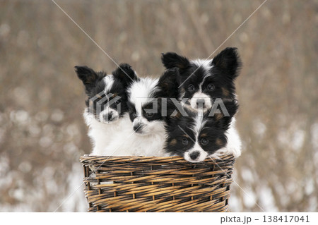 A group of adorable Continental Toy Spaniel puppies looking at the camera. Fluffy butterfly dogs in a rustic basket outdoors. A group of adorable Continental Toy Spaniel puppies looking at the camera. Fluffy butterfly dogs in a rustic basket outdoors. 138417041