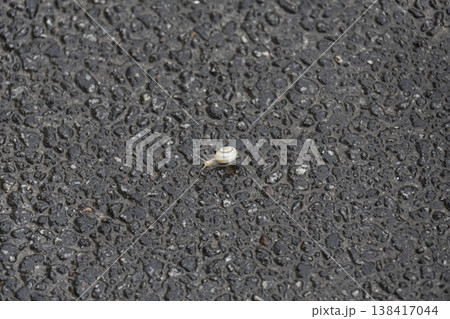 Tiny gastropod mollusk with a spiral shell moving slowly across the street. Top view of a snail on a textured grey background. 138417044