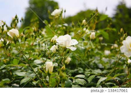 Beautiful roses in full bloom at the Japan Rose Garden. Beautiful roses in full bloom at the Japan Rose Garden. 138417061
