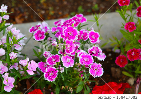 Dianthus flowers blooming beautifully in the garden. 138417082