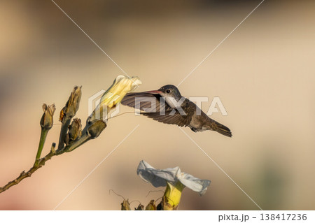 花の蜜を吸うためホバリングしているアカハシエメラルドハチドリのクローズアップ 花の蜜を吸うためホバリングしているアカハシエメラルドハチドリのクローズアップ 138417236