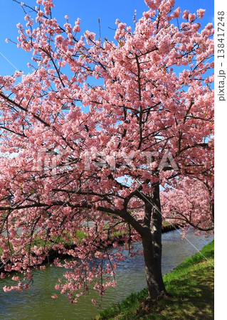 笠松河津桜ロード 満開の河津桜 笠松河津桜ロード 満開の河津桜 138417248