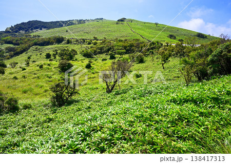 伊豆半島の伊豆山稜線歩道 夏緑の達磨山 伊豆半島の伊豆山稜線歩道 夏緑の達磨山 138417313