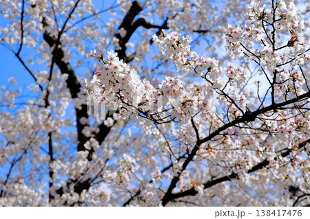 桜・満開 桜・満開 138417476