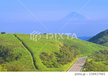 伊豆半島の伊豆山稜線歩道　緑の古稀山山頂より望む富士山 138417481