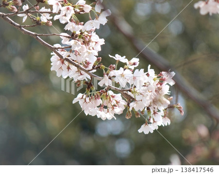 木漏れ日に映える桜 木漏れ日に映える桜 138417546