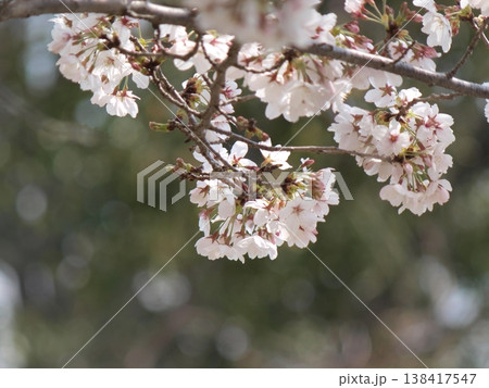 木漏れ日に映える桜 木漏れ日に映える桜 138417547