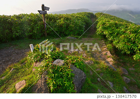 伊豆半島の伊豆山稜線歩道 夏の朝の達磨山山頂 伊豆半島の伊豆山稜線歩道 夏の朝の達磨山山頂 138417570