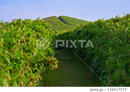 伊豆半島　伊豆山稜線歩道の達磨山　熊笹の登山道を登る 138417577
