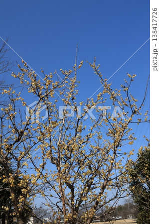 満開のロウバイの花 満開のロウバイの花 138417726